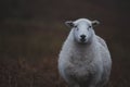 Sheeps, close up of a welsh sheep in Brecon Beacons National Park Royalty Free Stock Photo