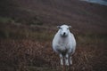 Sheeps, close up of a welsh sheep in Brecon Beacons National Park Royalty Free Stock Photo