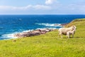 Sheeps at the coastline of Stoer Royalty Free Stock Photo