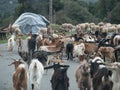 Sheeps at the country side roaming free.