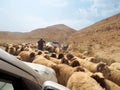 Sheeps crossing the highway route in Jordan