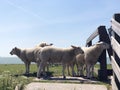 Sheeps on a dike in Hinderloopen Royalty Free Stock Photo