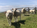 Sheeps on a dike in Hinderloopen Royalty Free Stock Photo