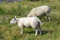 Sheeps at a dike, Netherlands Royalty Free Stock Photo