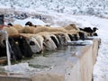 Sheeps drinking cold water