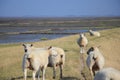 Sheeps on a dyke Royalty Free Stock Photo