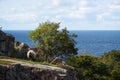 Sheeps eat grass between the rocks and Ruins of the middel age castle hammershus on island Bornholm in Denmark