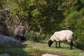 Sheeps eat grass between the rocks and Ruins of the middel age castle hammershus on island Bornholm in Denmark