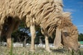 Sheeps are eating glass