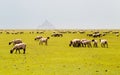 Sheeps eating grass in Mont Saint Michel bay