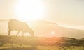 sheeps eating grass in the mountains at sunset Royalty Free Stock Photo