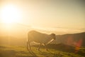 sheeps eating grass in the mountains at sunset Royalty Free Stock Photo