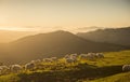 sheeps eating grass in the mountains at sunset Royalty Free Stock Photo