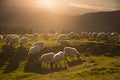 sheeps eating grass in the mountains at sunset Royalty Free Stock Photo