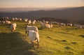 sheeps eating grass in the mountains at sunset Royalty Free Stock Photo
