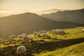 sheeps eating grass in the mountains at sunset Royalty Free Stock Photo