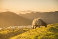 sheeps eating grass in the mountains at sunset Royalty Free Stock Photo