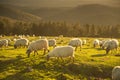 sheeps eating grass in the mountains at sunset Royalty Free Stock Photo