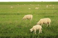 Sheeps eating grass in Netherlands Royalty Free Stock Photo
