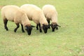 Sheeps eating grass Royalty Free Stock Photo
