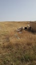 Sheeps eating wheat in medjana