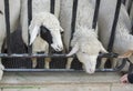Sheeps in farm. Close up sheep of face Royalty Free Stock Photo