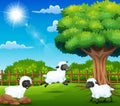 The Sheeps farm are enjoying nature by the cage Royalty Free Stock Photo