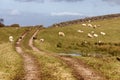 Sheeps in a farm field at Western way trail in Lough Corrib