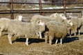 Sheeps on the farm Royalty Free Stock Photo