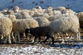 Sheeps on the farm Royalty Free Stock Photo