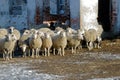 Sheeps on the farm Royalty Free Stock Photo