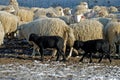 Sheeps on the farm Royalty Free Stock Photo