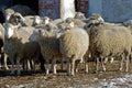 Sheeps on the farm Royalty Free Stock Photo