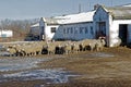 Sheeps on the farm Royalty Free Stock Photo