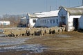 Sheeps on the farm Royalty Free Stock Photo
