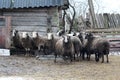 Sheeps at a farm in Russian countryside