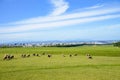 Sheeps farm in Sapporo Japan Royalty Free Stock Photo