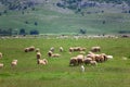 Sheeps in the field