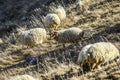 Sheeps on a field, autumn time, Georgia. Royalty Free Stock Photo