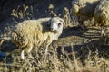 Sheeps on a field, autumn time, Georgia. Royalty Free Stock Photo