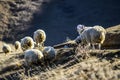 Sheeps on a field, autumn time, Georgia. Royalty Free Stock Photo