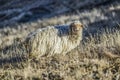 Sheeps on a field, autumn time, Georgia. Royalty Free Stock Photo