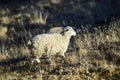 Sheeps on a field, autumn time, Georgia. Royalty Free Stock Photo