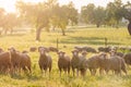 Sheeps in the field