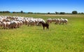 Sheeps flock in Castile La Mancha