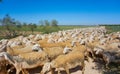 Sheeps flock in Castile La Mancha Spain