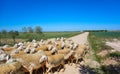 Sheeps flock in Castile La Mancha Spain