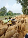 Sheeps flock near river nature