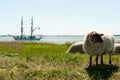 Sheeps on a flood dam on the coast of the German Baltic Sea Royalty Free Stock Photo