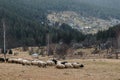 Sheeps in the foggy Carpathian mountains Royalty Free Stock Photo